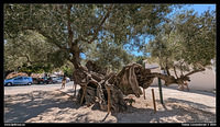 To Exo Chora and the old olive tree