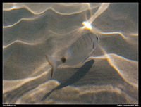 Underwater pictures